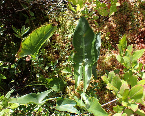 Peltandra virginica, photograph 4