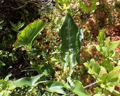 Peltandra virginica, photograph (c) Steven Lamonde, some rights reserved (CC BY)