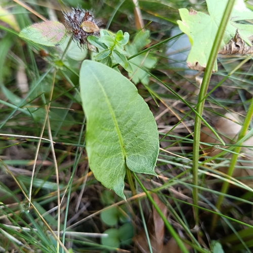 Common Sorrel