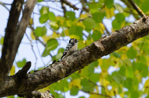 Lesser Spotted Woodpecker
