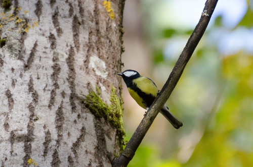 Great Tit