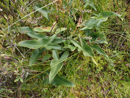 Peltandra virginica, photograph 3