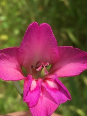 Gladiolus
