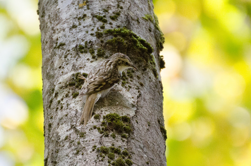 Eurasian Treecreeper