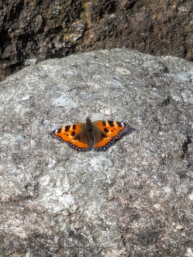 Small Tortoiseshell