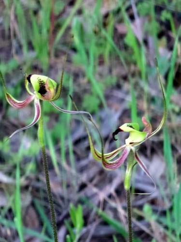 smooth-lipped spider orchid