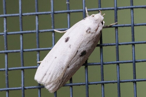 Scythropiodes issikii