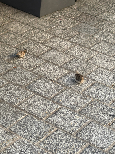 House Sparrow