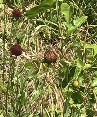 Gaillardia aestivalis