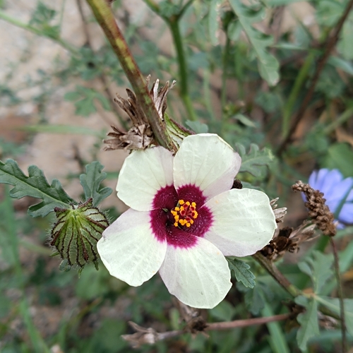 flower-of-an-hour