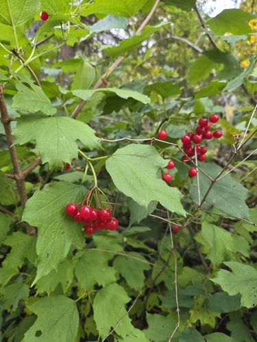 guelder-rose