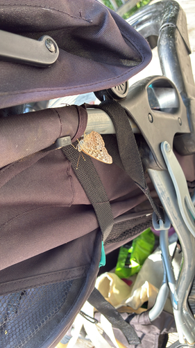 Hackberry Emperor