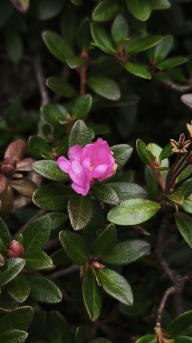 Rhododendron kotschyi