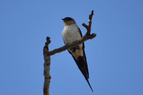 Eastern Red-rumped Swallow