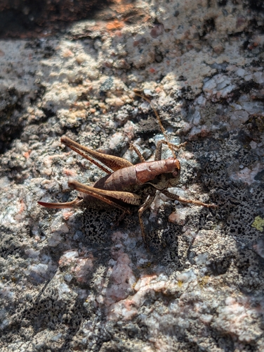 Dark Bush-cricket