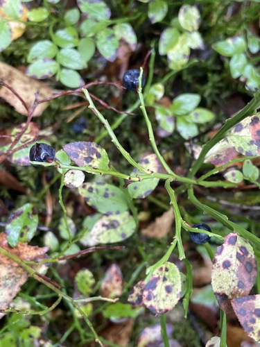 common bilberry