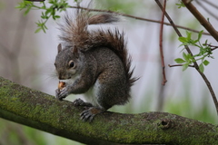 Sciurus carolinensis
