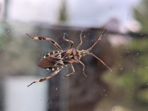 Western Conifer Seed Bug