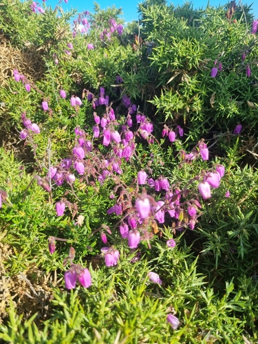 St. Dabeoc's heath