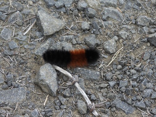 Isabella Tiger Moth