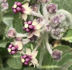 Asclepias californica