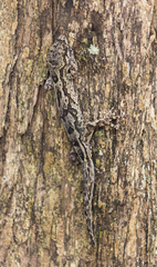 Dactylocnemis pacificus