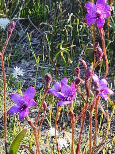 purple enamel orchid