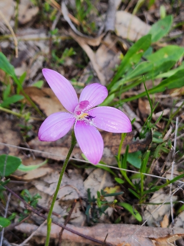 Pink Enamel Orchid