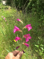 Gladiolus