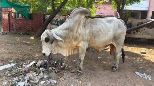 Domestic Cattle