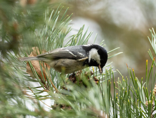 Coal Tit