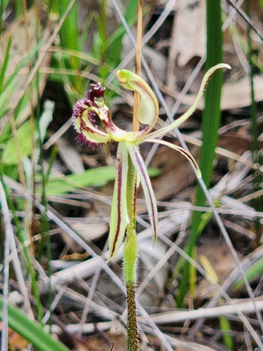 Dragon Orchid