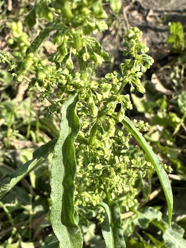 Rumex pseudonatronatus, photograph 2