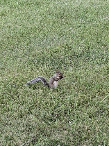 Eastern Gray Squirrel