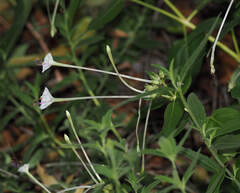Mirabilis longiflora, photograph (c) Wendy McCrady, some rights reserved (CC BY)