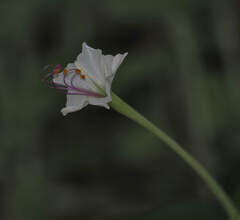 Mirabilis longiflora