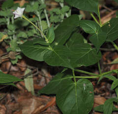 Mirabilis longiflora, photograph (c) Wendy McCrady, some rights reserved (CC BY)