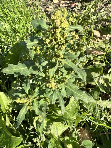 oak-leaved goosefoot
