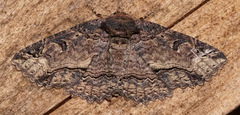 Zale minerea