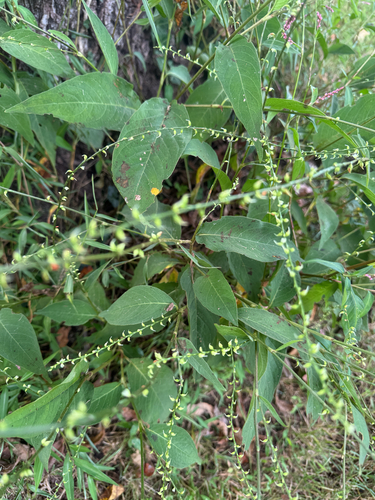 American jumpseed