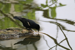 Agelaius phoeniceus