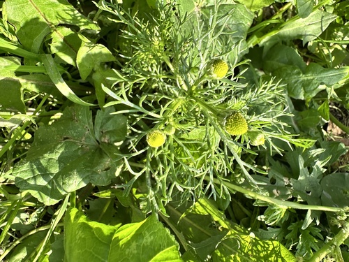 pineapple-weed