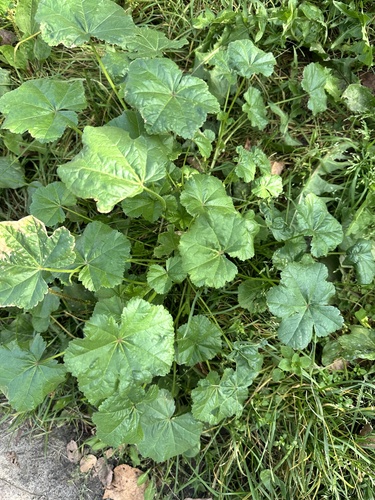 Small Mallow