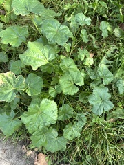 Malva pusilla