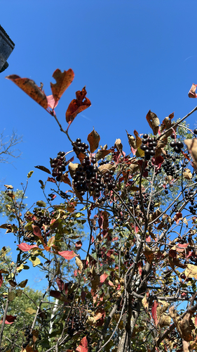 chokecherry
