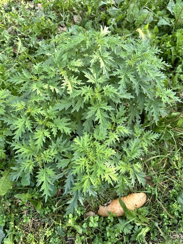 siberian hemp-nettle