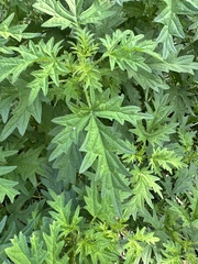 Urtica cannabina, photograph (c) Алёна Осипова, some rights reserved (CC BY)