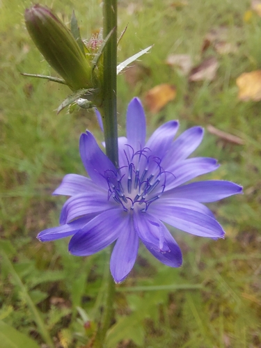 chicory