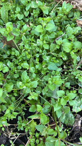 common chickweed