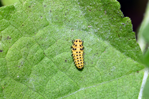22-spot Ladybird